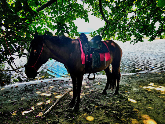 Izzy Rides CR-旧港必去景点