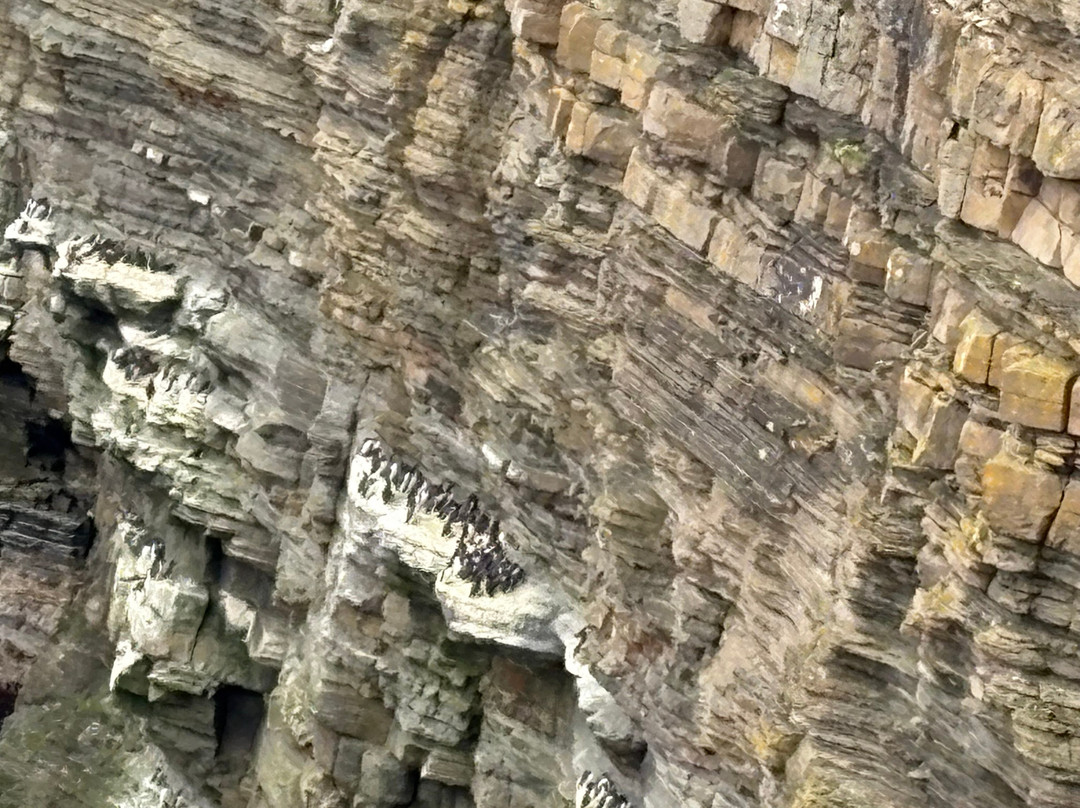 Wild Orkney Walks-Stromness必去景点
