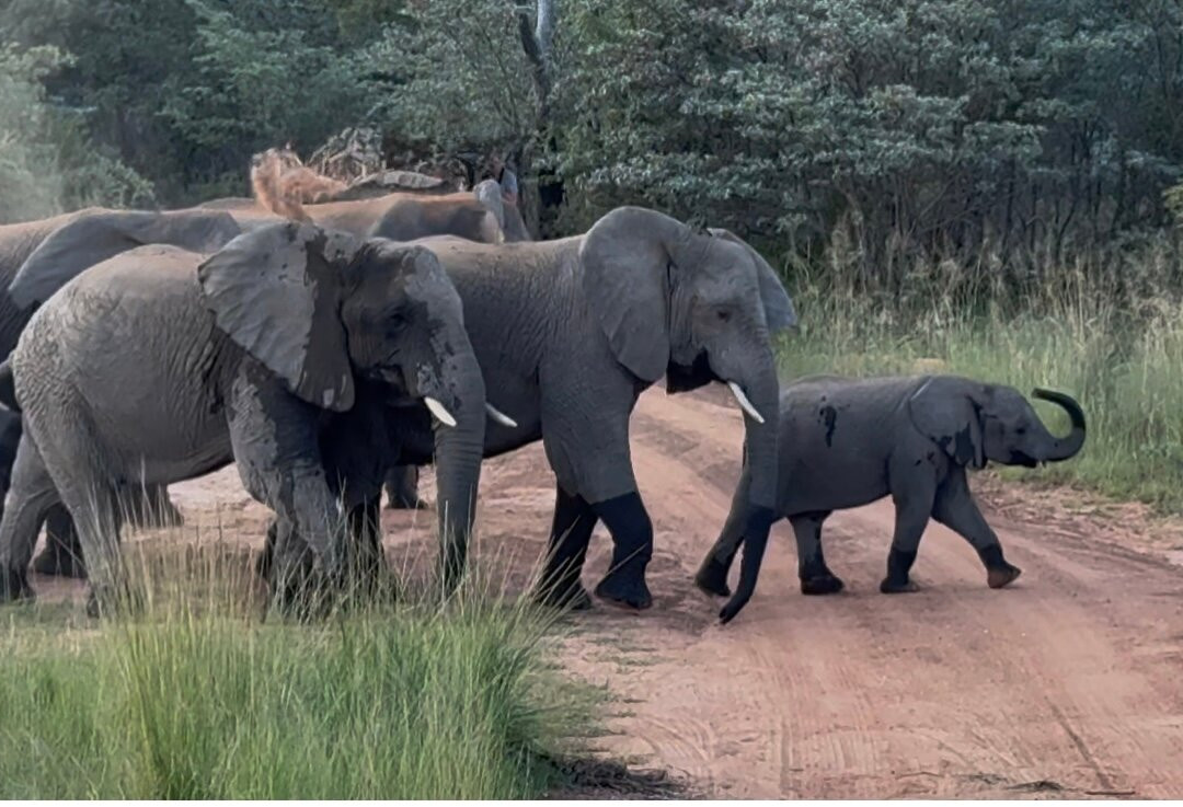 Honeyguide Ranger Camp-Entabeni Game Reserve必去景点