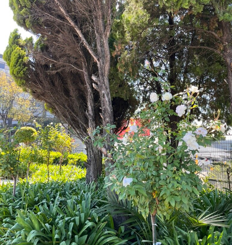 Leaves Signature Guest House主图