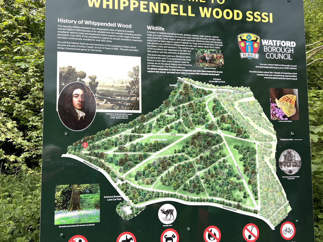 Whippendell Wood景点图片