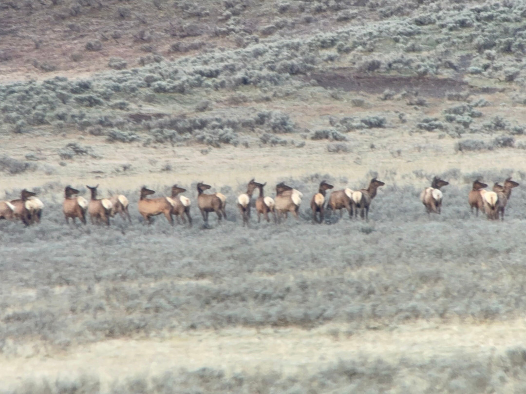Yellowstone Insight - Day Tours-加德纳必去景点