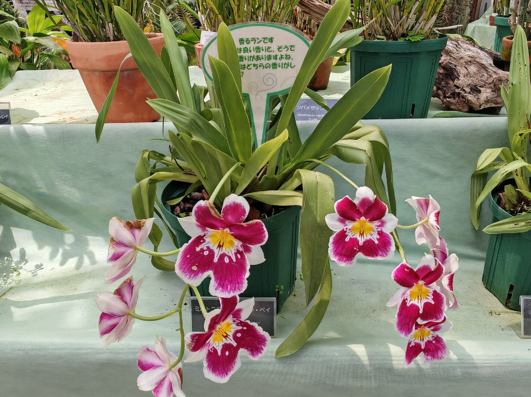 Jindai Botanical Park-调布市必去景点