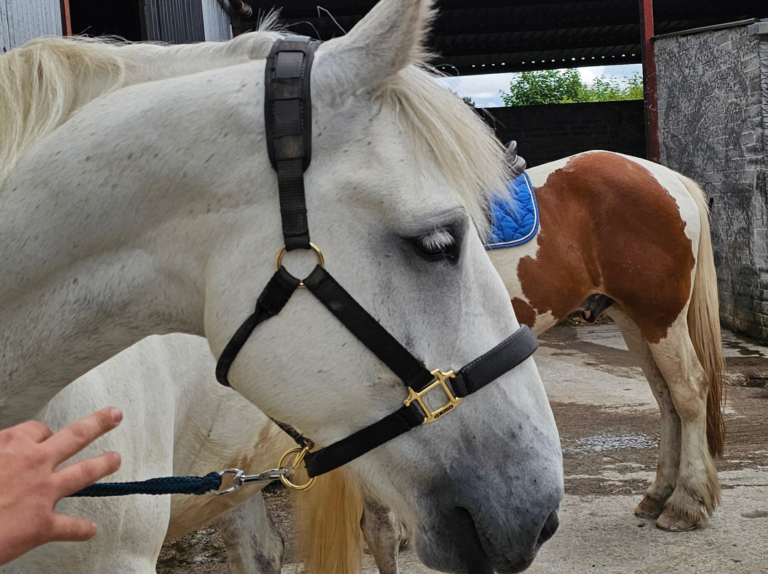 Moorlands Equestrian Centre景点图片