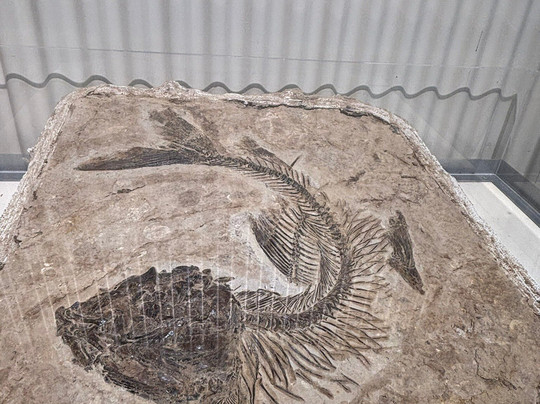 Kronosaurus Korner-Richmond必去景点