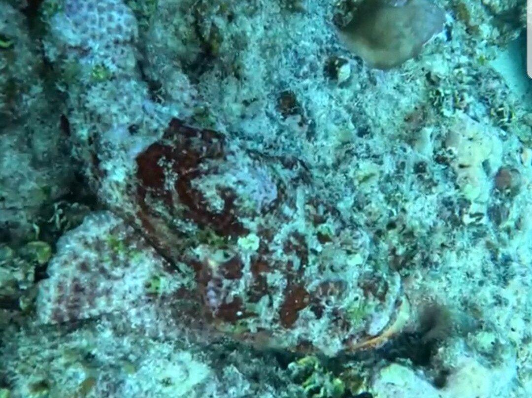 Seaman Diving-大湾必去景点