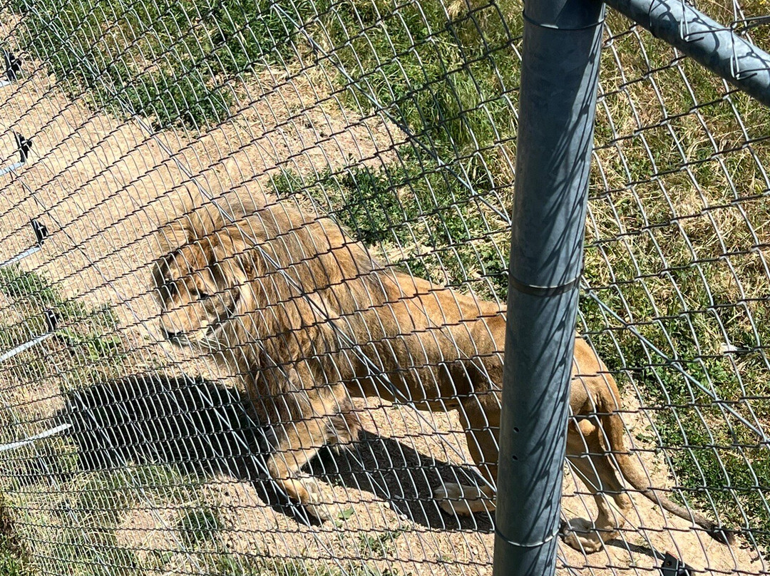 BEAR SANCTUARY Prishtina-普里什蒂纳必去景点
