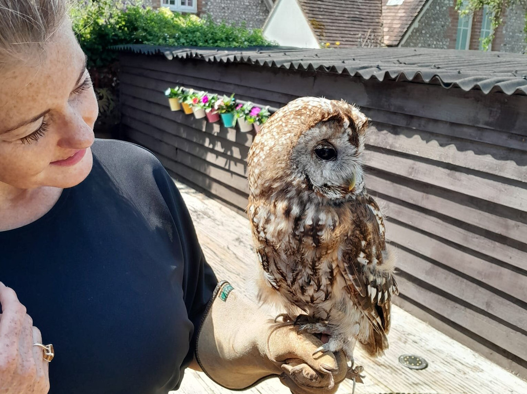 West Sussex Falconry景点图片