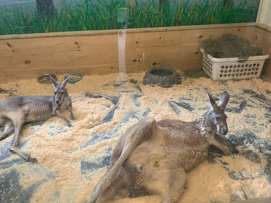 Animal Adventures Family Zoo & Rescue Center-Bolton必去景点