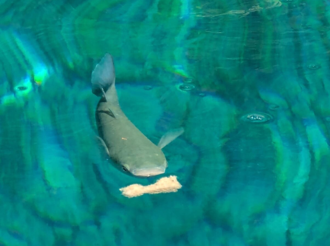 Enalia Boat Rentals-Poros必去景点