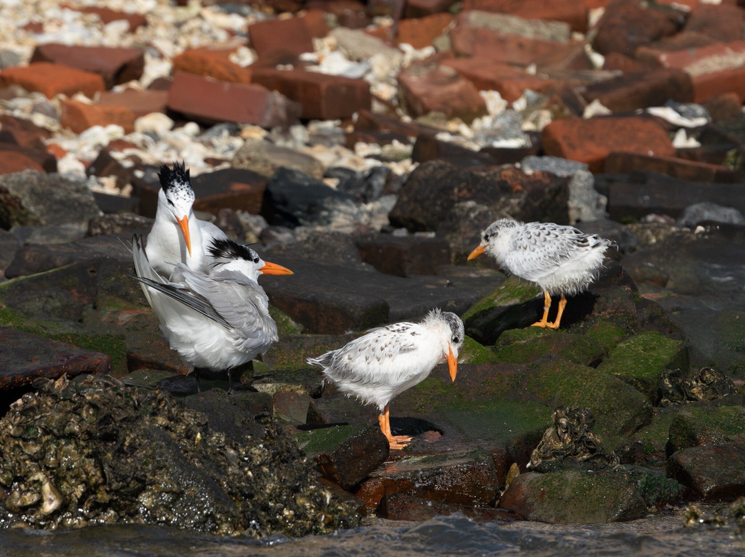 Lowcountry Photo Safaris-博福特必去景点