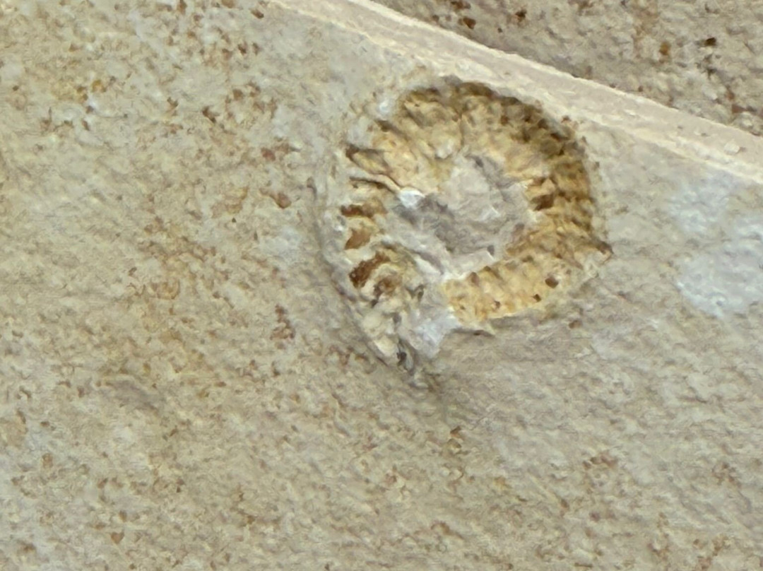 Fossiliensteinbruch Blumenberg-艾希施泰特必去景点