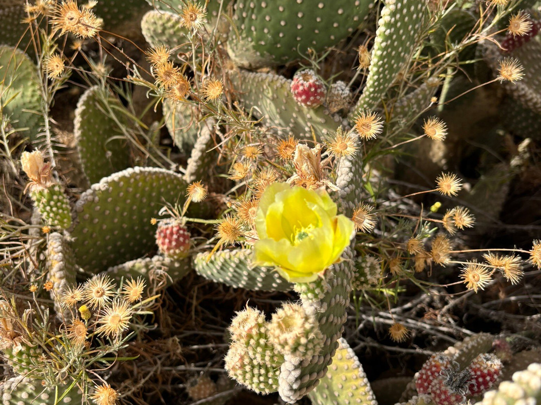 Cactus Thiemann-马拉喀什必去景点