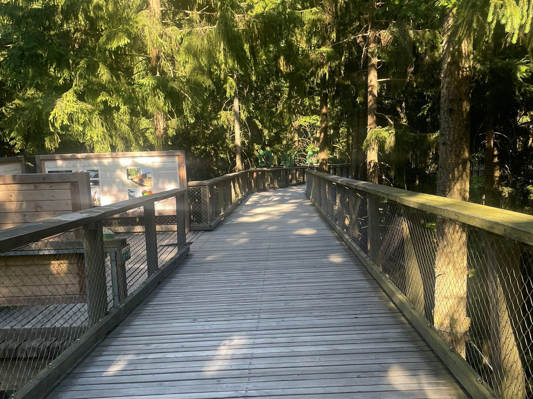 Treetop Walkway-利诺纳佛塔沃必去景点