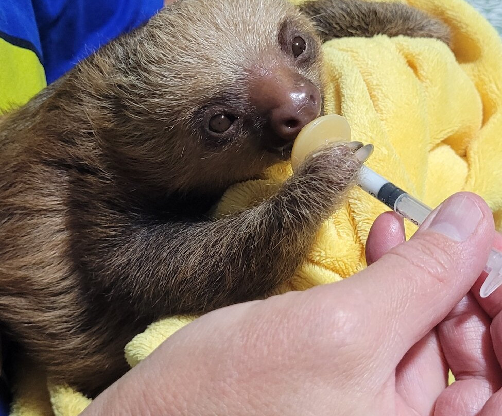 Costa Rica Animal Rescue Center-Turrucares必去景点