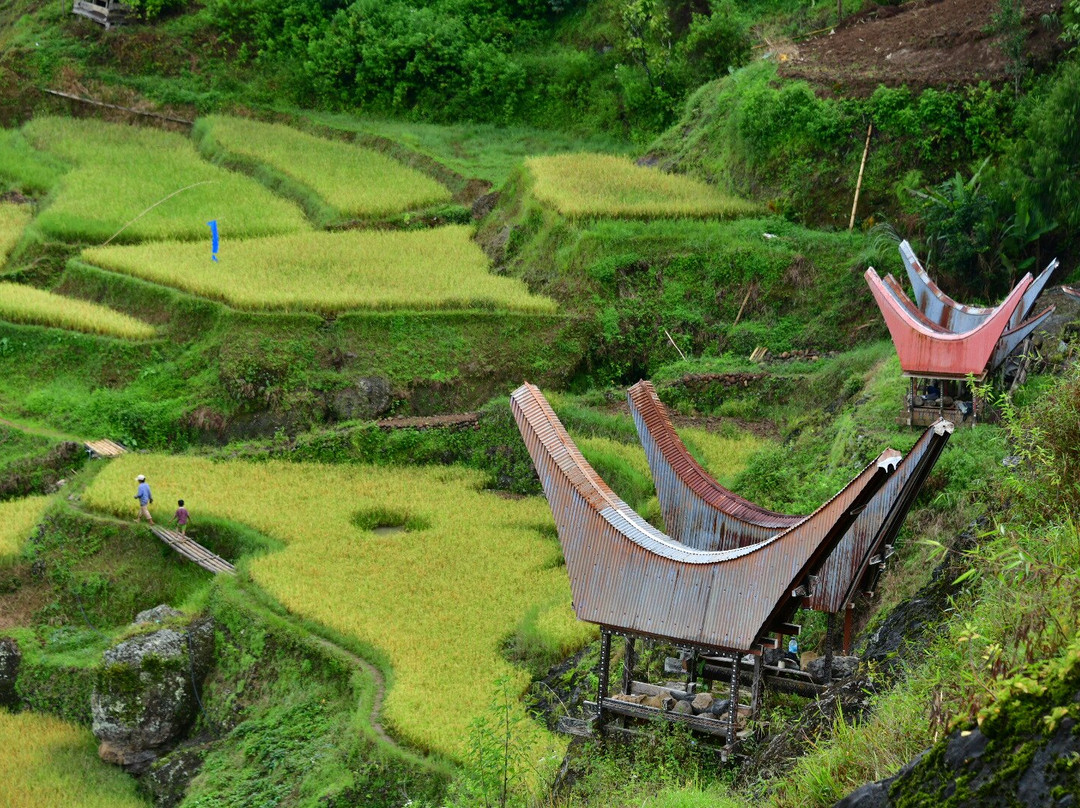 Toraja local guide-Tana Toraja必去景点