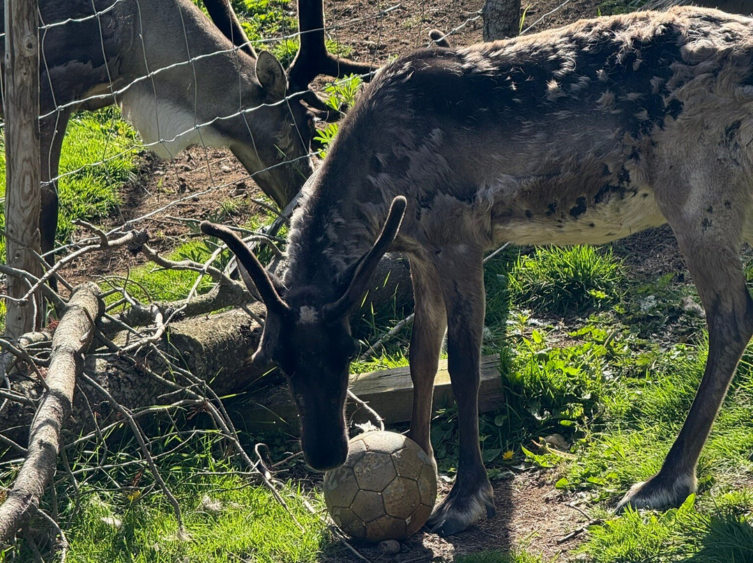 Reindeer Park / Hreindýragarðurinn-Fellabaer必去景点