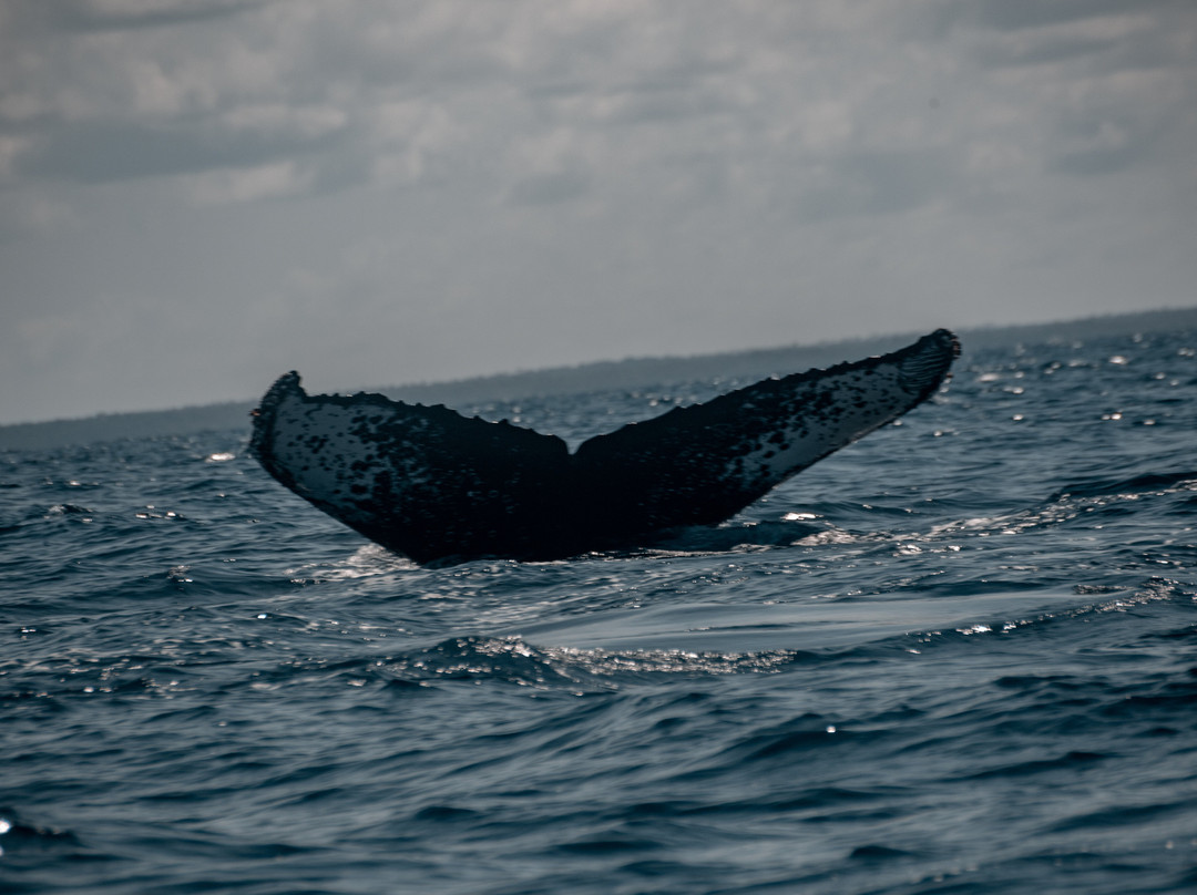 Safari Shwari Mafia Island-Utende必去景点