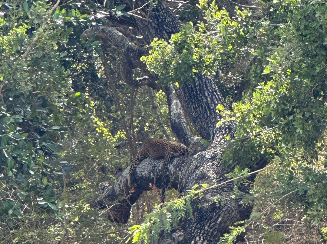 Visit Sri Lanka Transfers-Ratmalana必去景点