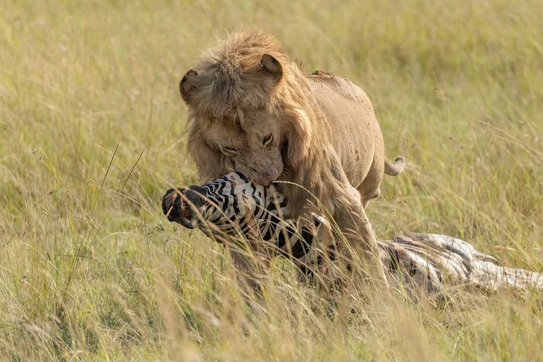 Totti Kenya-安博塞利国家公园必去景点