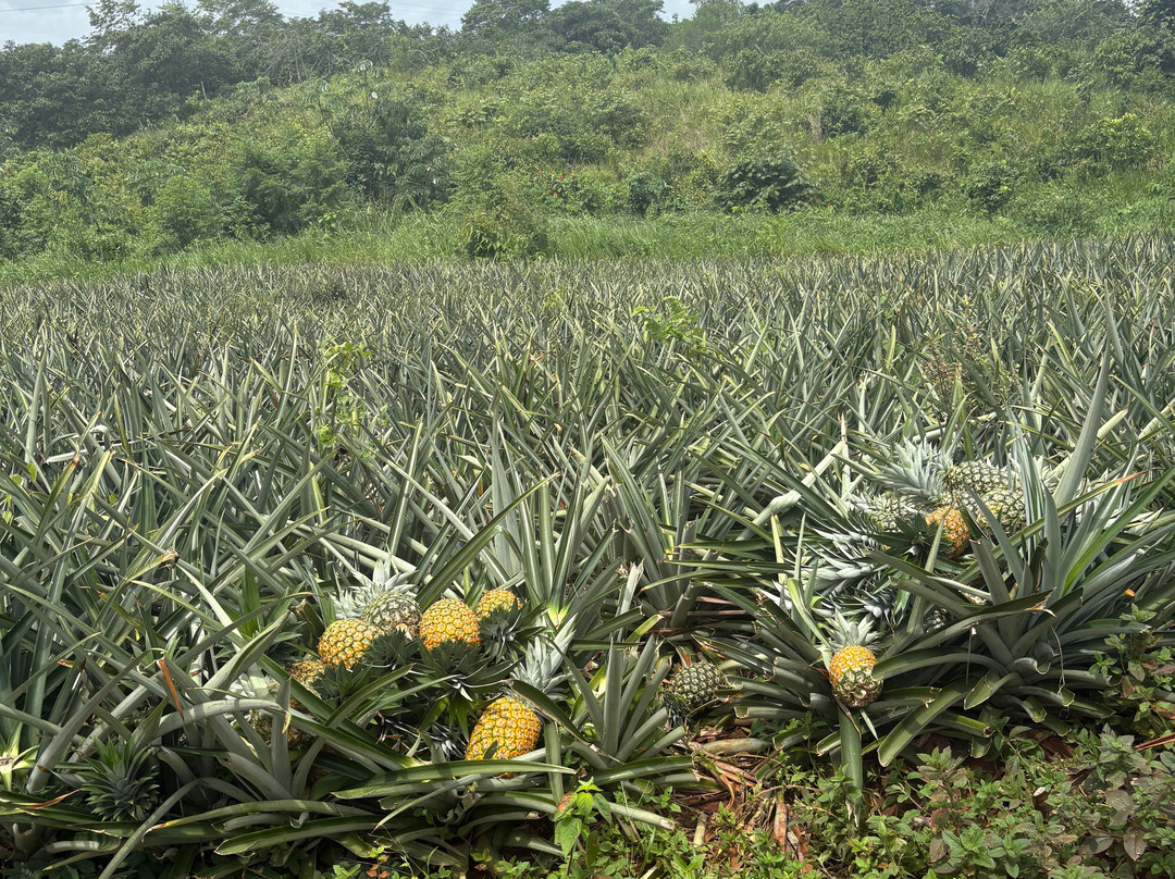 Panama Great Adventures-巴拿马城必去景点