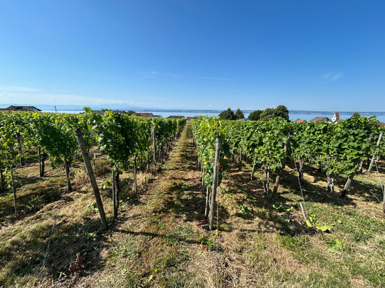 邦格朗德霍夫酒店主图