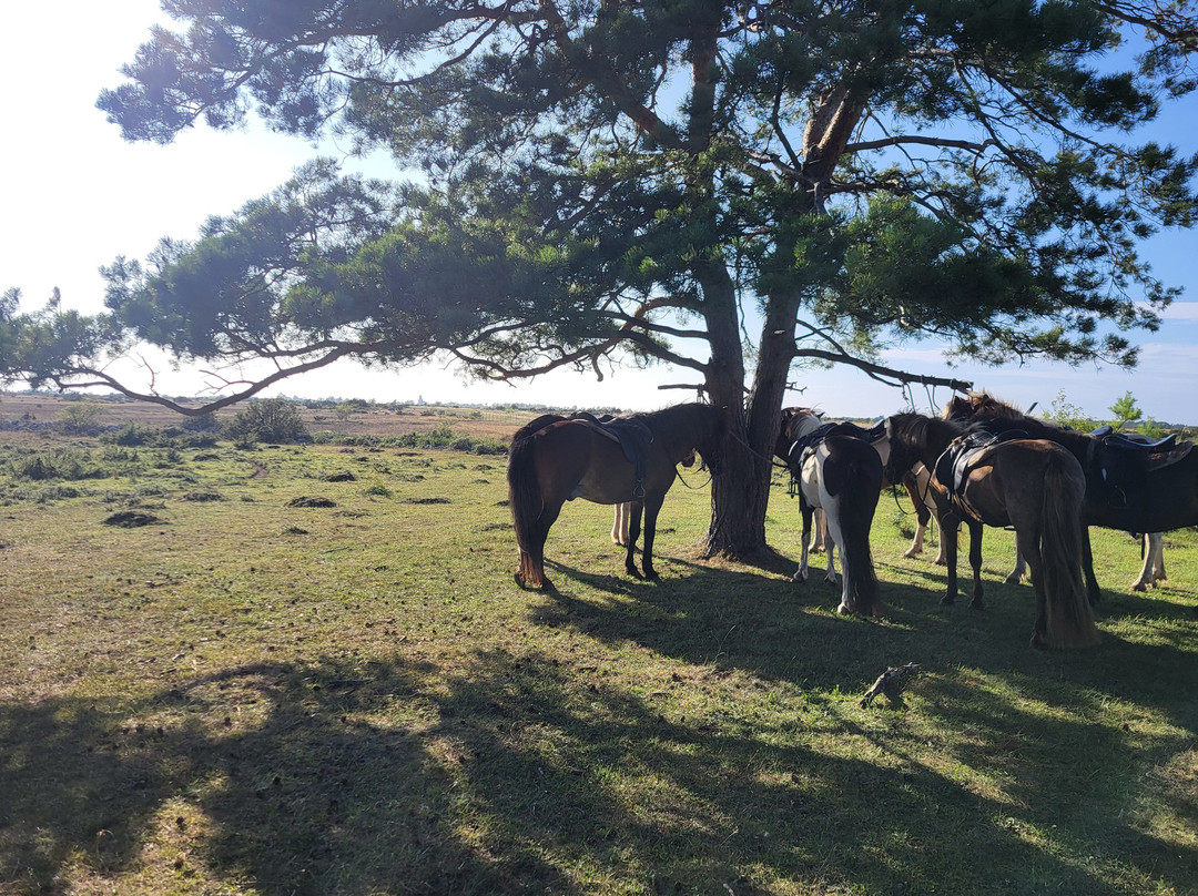 Kvarnbacka Islandshästar-Morbylanga必去景点