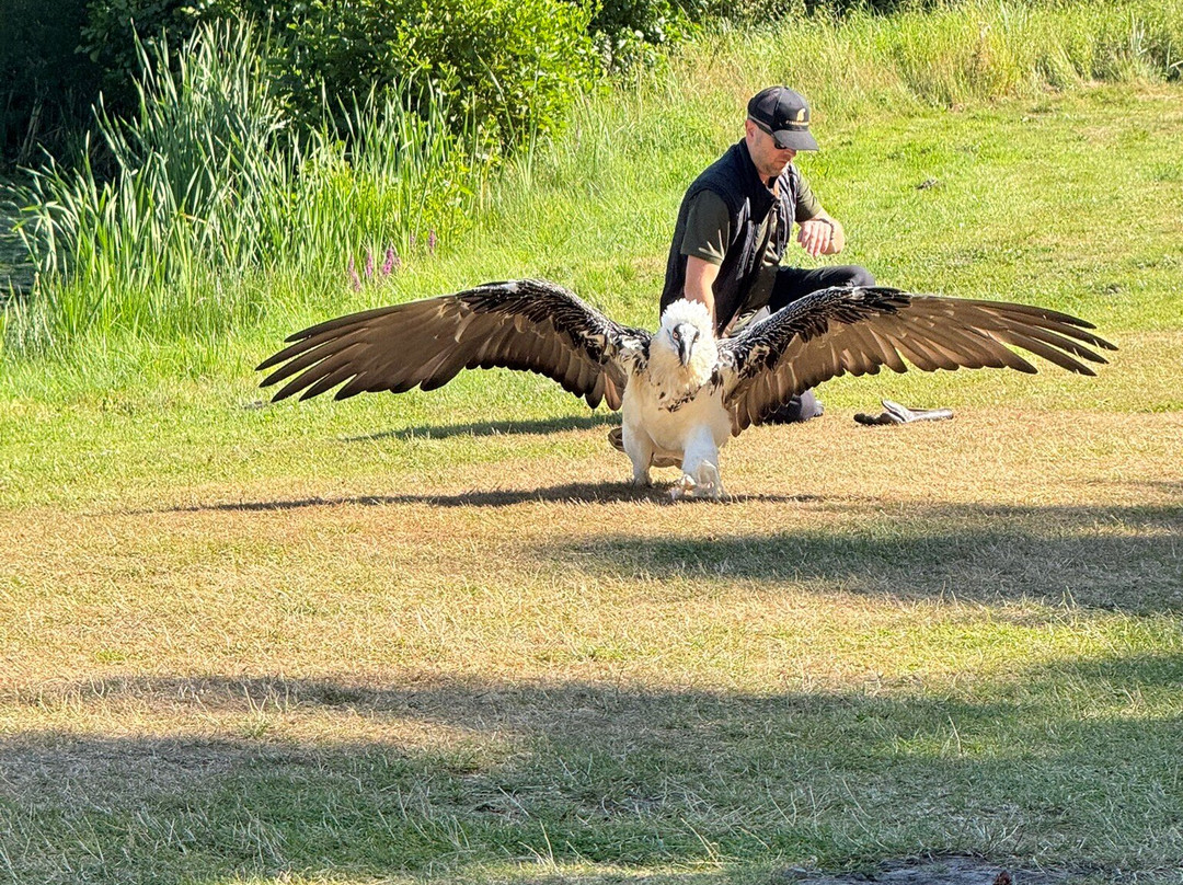 Eagle World-Bindslev必去景点
