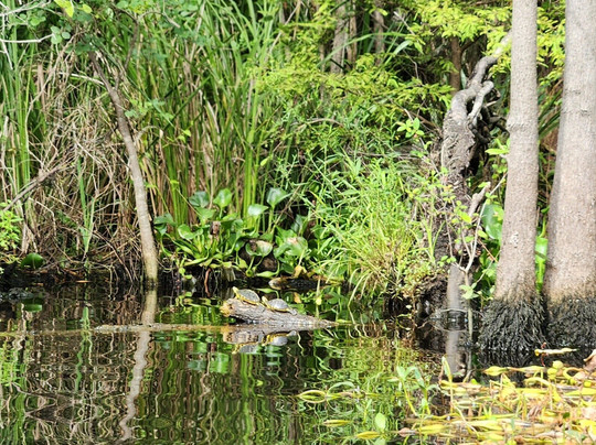 Myrtle Beach Paddle Board & Kayak Adventures-美特尔海滩必去景点
