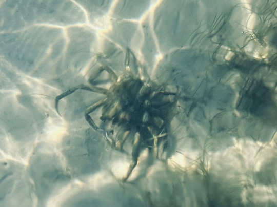 Flip Side Charter-萨尼贝尔岛必去景点