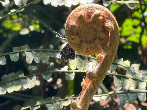 Gorilla Link Tours-坎帕拉必去景点