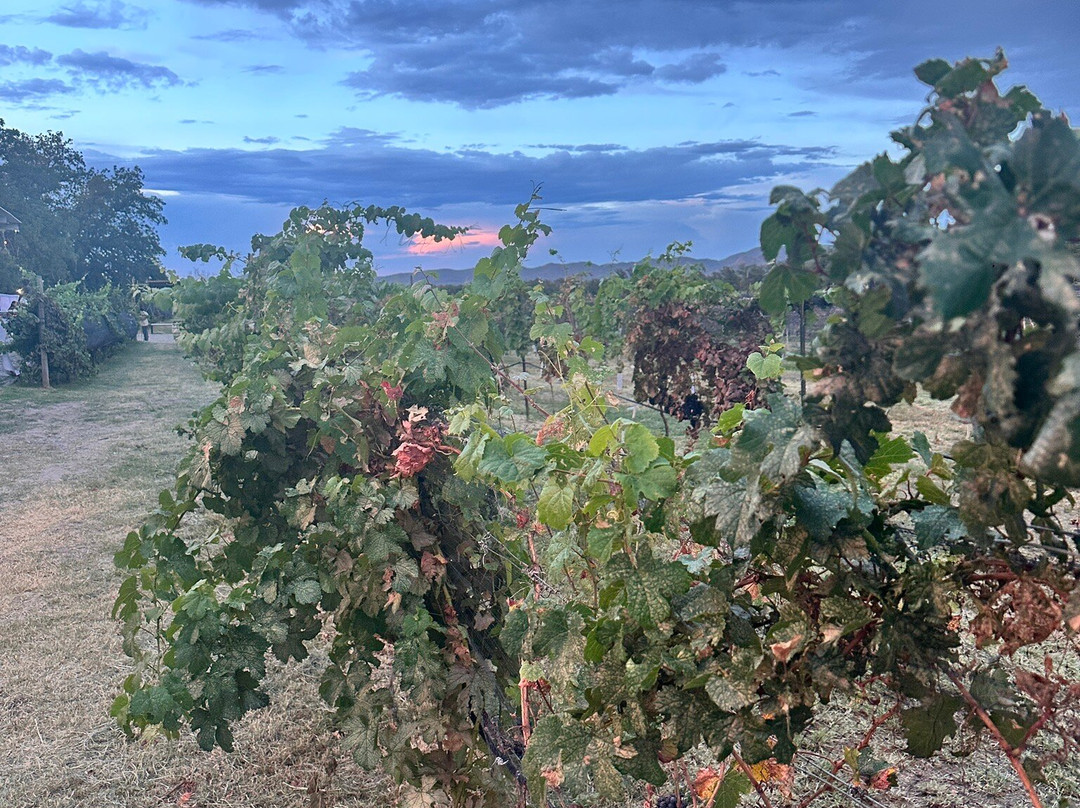 Vinicola Hacienda del Marqués-Parras de la Fuente必去景点