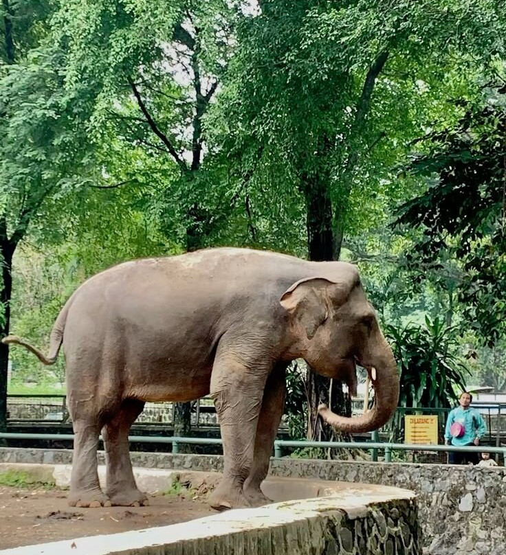 拉古南动物园-雅加达必去景点