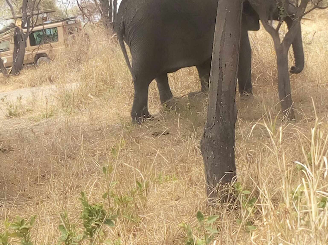 Kiwonu Africa Safaris-Arusha Chini必去景点