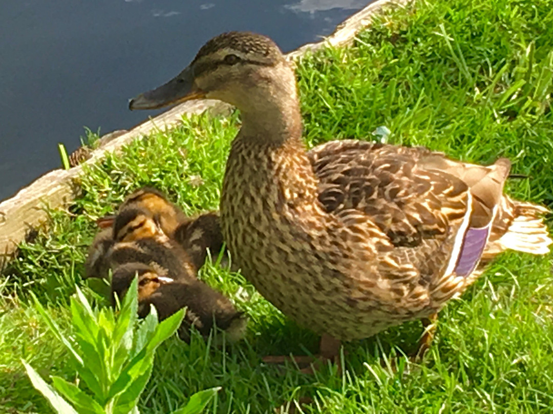 Orrell Water Park-Orrell必去景点