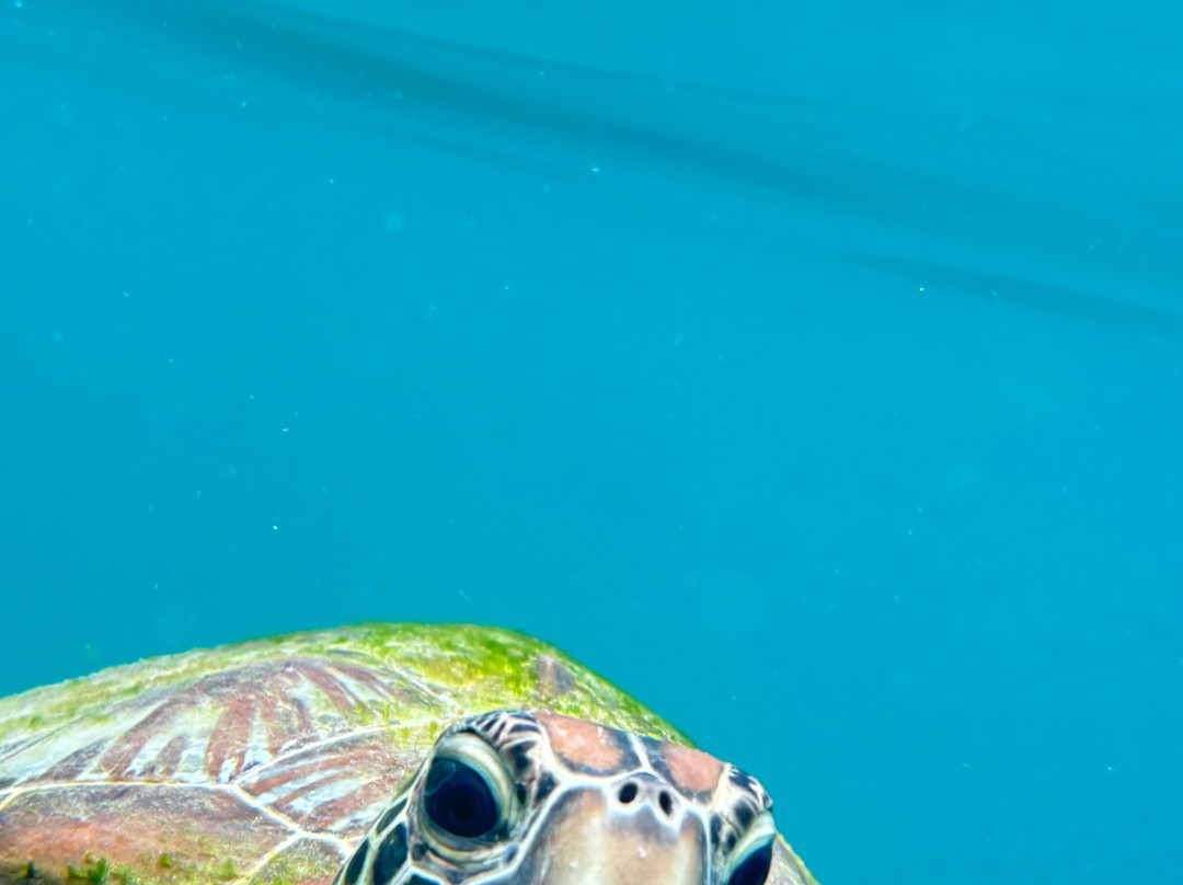 Che Wan Scuba-龙运必去景点