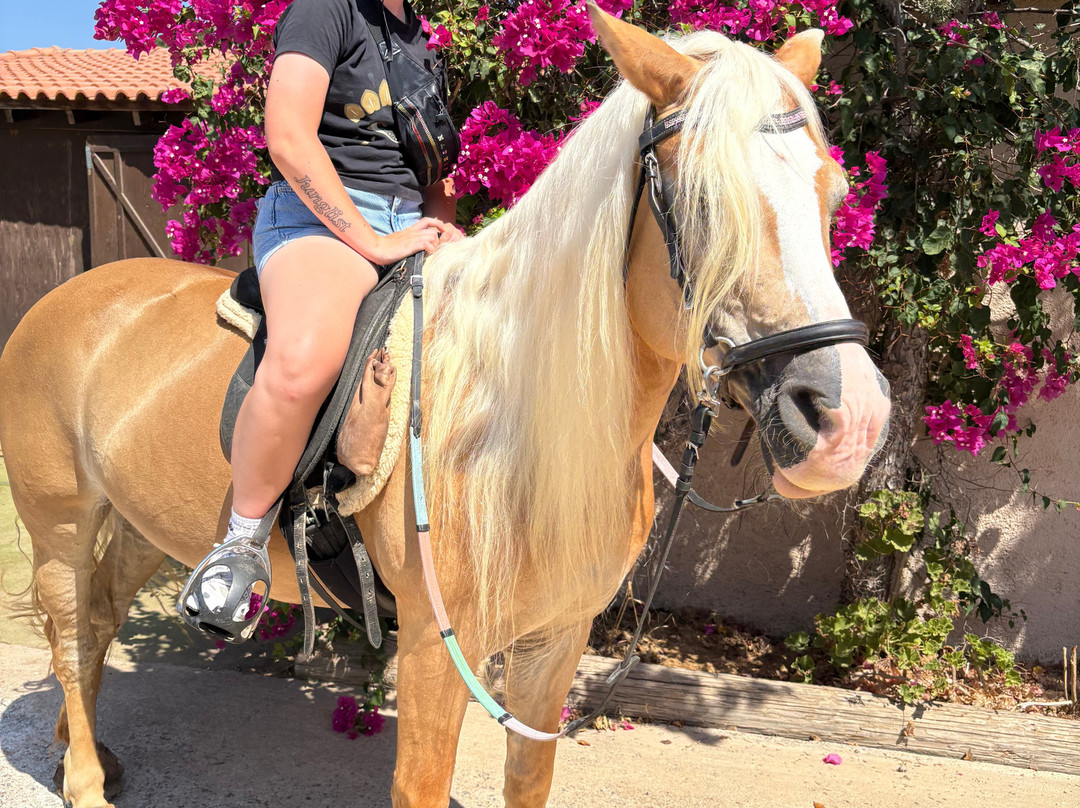 Arion Stables-赫索尼索斯必去景点