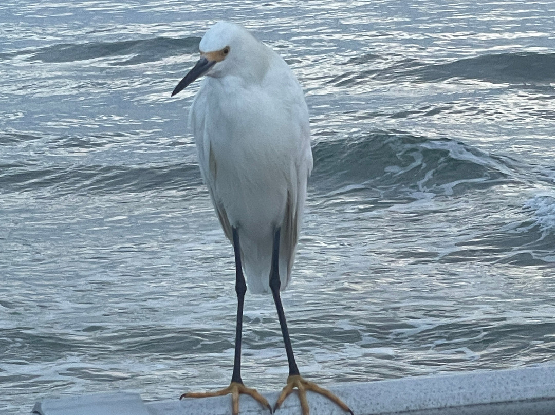 Ponce Inlet Jetty-Ponce Inlet必去景点