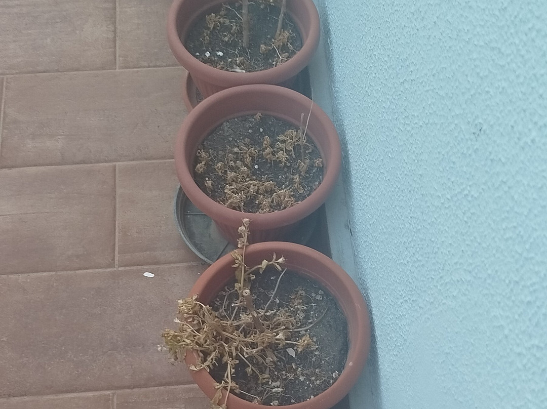 B&B I Tre Scalini主图