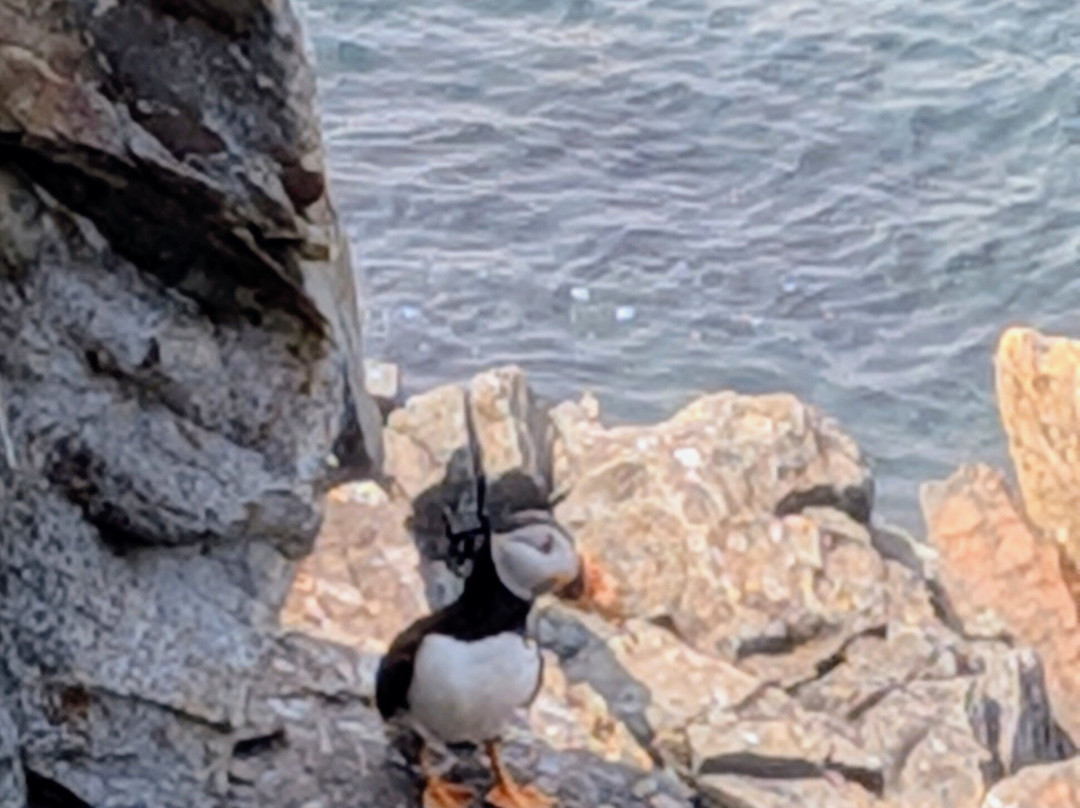 The Elliston Puffin Site-Elliston必去景点