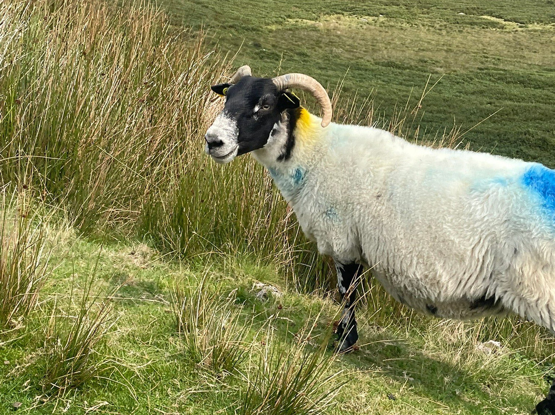 Mahon Falls (a.k.a. Eas na Machan)-County Waterford必去景点