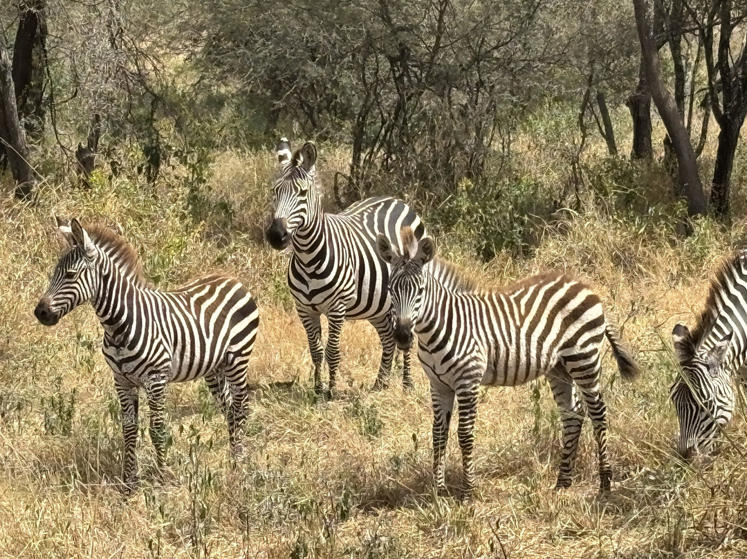 Safaris-R-Us-阿鲁沙必去景点