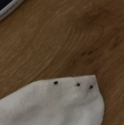 Erbach an der Donau酒店住宿-Zum Ritter