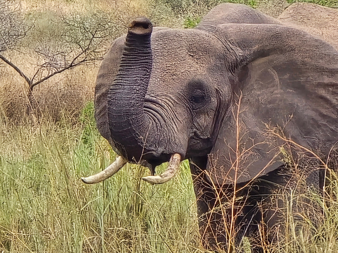 AfrikaKukaye Tours and Safaris-莫西必去景点