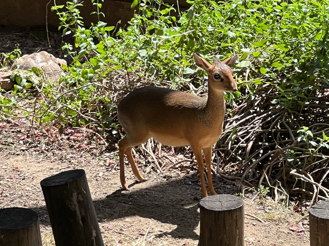 Espace Zoologique de Saint Martin la Plaine-Saint-Martin-la-Plaine必去景点