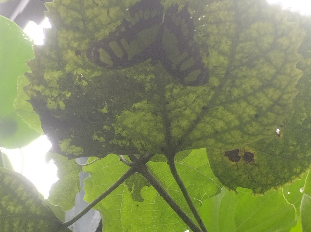 Au Paradis du Papillon-Sanguinet必去景点