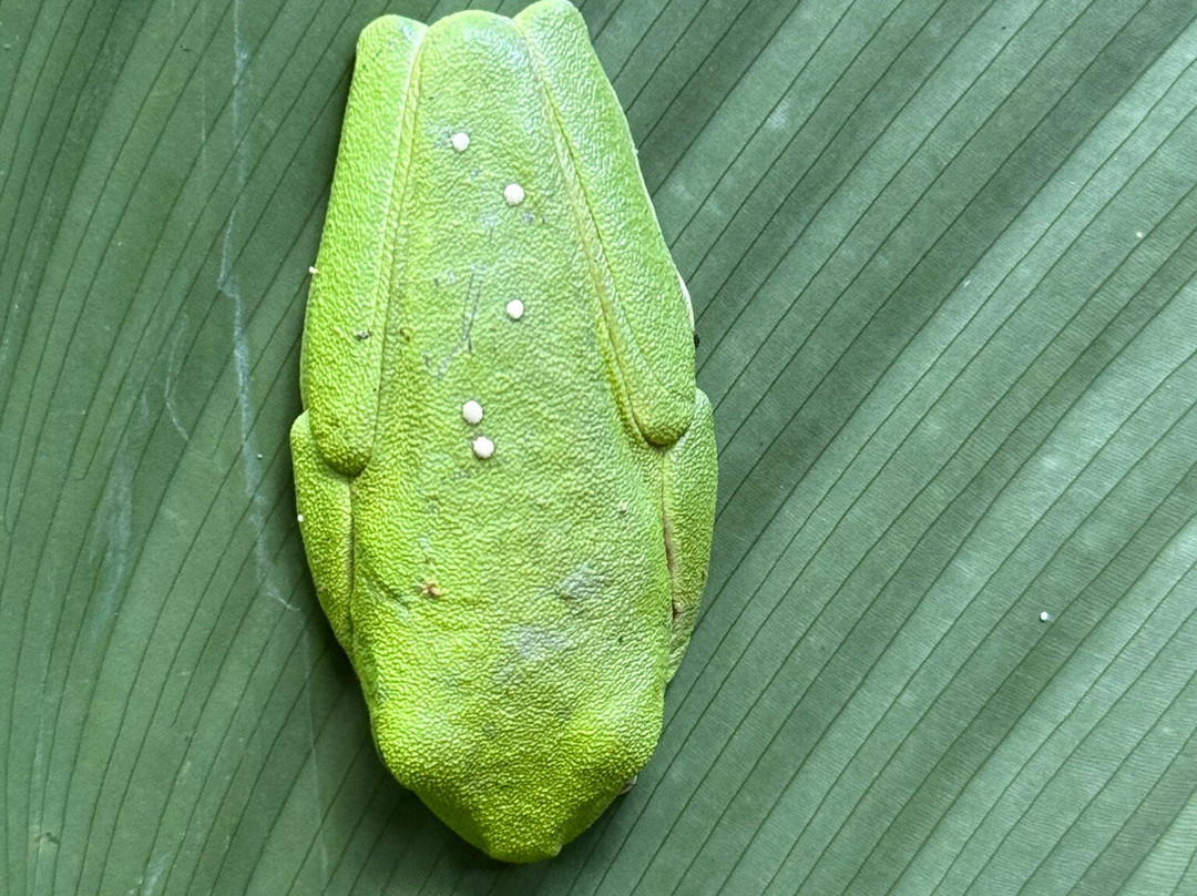 Pacific jungle adventures-克波斯必去景点