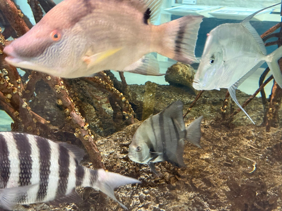 Rookery Bay National Estuarine Research Reserve-那不勒斯必去景点