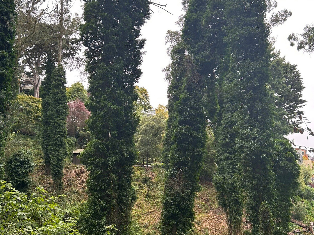 Mount Sutro Forest-旧金山必去景点