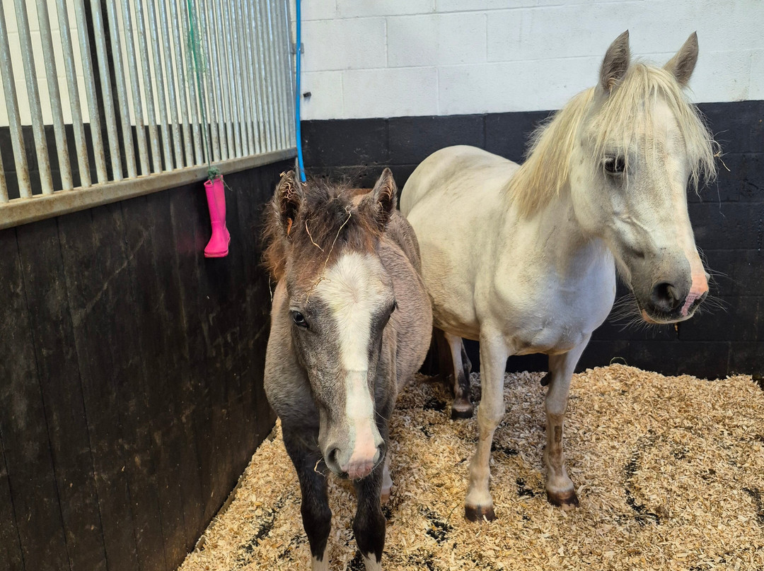 HAPPA - Shores Hey Farm-伯恩利必去景点